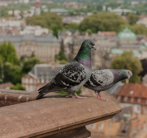 Magere Spatzen und fette Tauben