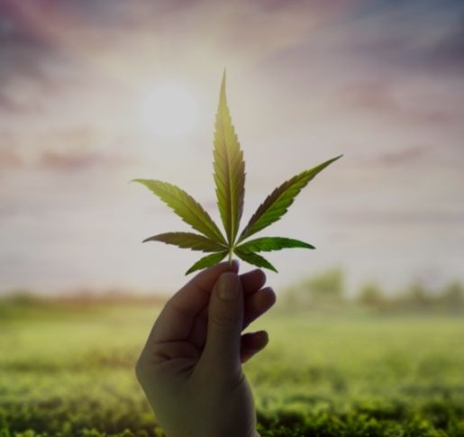 Vernebeln Cannabis-ETFs das Hirn der Anleger?